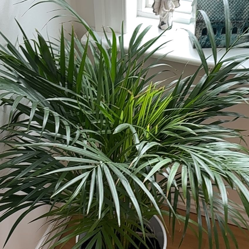 Photo of the plant species Dypsis lucens by @CuteKanna23 named Gobi on Greg, the plant care app