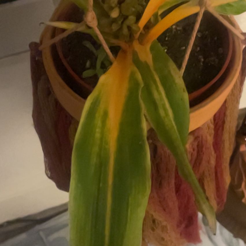 Photo of the plant species Mandarin Plant by @WarmDuranta88 named Leonardo on Greg, the plant care app