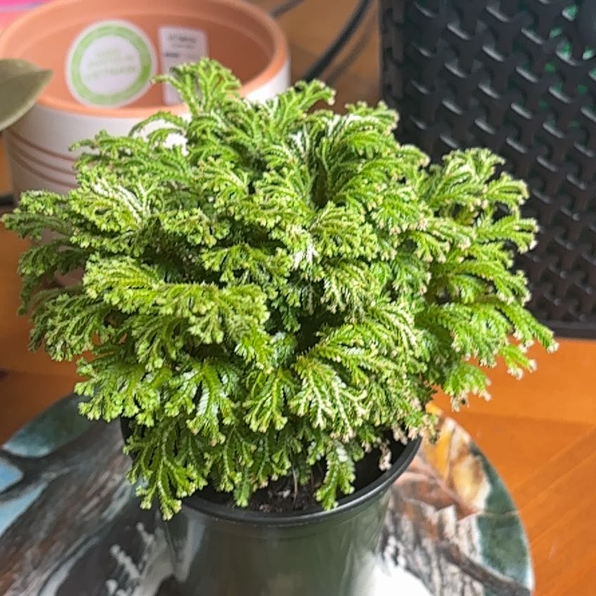 Photo of the plant species frosty fern by @BuddingBagpod25 named Zion on Greg, the plant care app