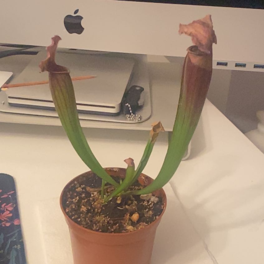 Photo of the plant species Juthatip Soper Pitcher Plant by @StudiousMint3 named Aristotle on Greg, the plant care app