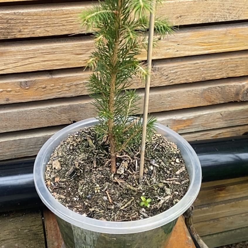 Photo of the plant species Norway Spruce by @StudiousMint3 named Apollo on Greg, the plant care app