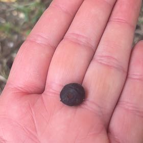 Photo of the plant species Sweet Cherry by @TrySoftcane36 named McKinley on Greg, the plant care app