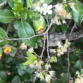 Photo of the plant species Carolina Laurel Cherry by @TrySoftcane36 named Denali on Greg, the plant care app