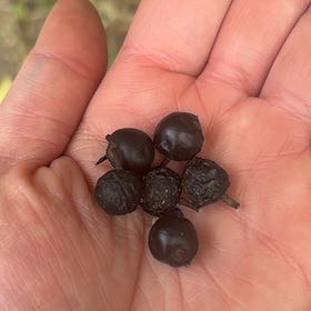 Photo of the plant species Black Currant by @TrySoftcane36 named Sigmund on Greg, the plant care app