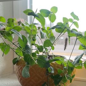Photo of the plant species Firetails Chenille by @FitDeerfern98 named ChloroPhil on Greg, the plant care app