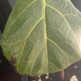 Photo of the plant species Seagrape by @ProlificRedwood named Planty on Greg, the plant care app