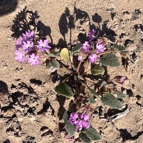 Photo of the plant species Happy Wanderer by @GroundedTawa30 named Shakira on Greg, the plant care app
