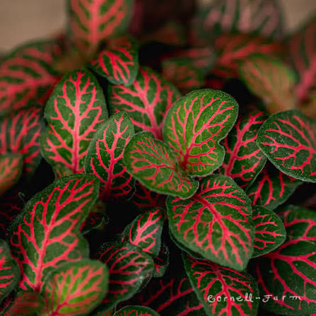 Photo of the plant species Mini Red Vein Plant by @CuriousComet2 named Prince on Greg, the plant care app