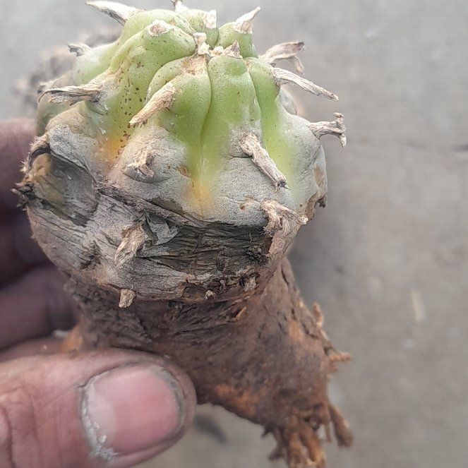 Photo of the plant species Peyote by @NewOnionweed15 named Einstein on Greg, the plant care app