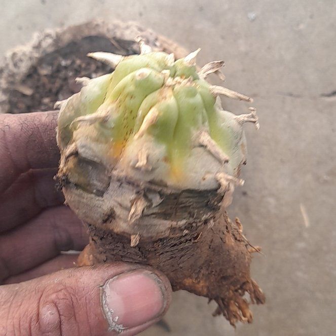 Photo of the plant species Peyote by @NewOnionweed15 named Osmo on Greg, the plant care app