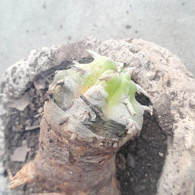 Photo of the plant species Peyote by @NewOnionweed15 named Peter Parker on Greg, the plant care app