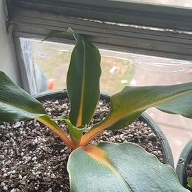 Photo of the plant species Katherine Blood-Lily by @SecureBogarum84 named Muhammad Ali on Greg, the plant care app