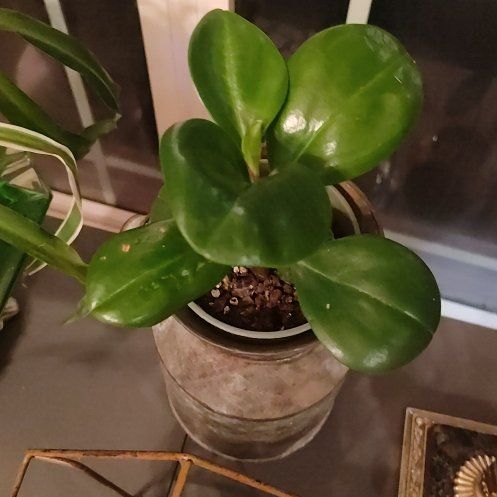 Photo of the plant species Baby Rubber Plant by @SirTozzia77 named Zion on Greg, the plant care app