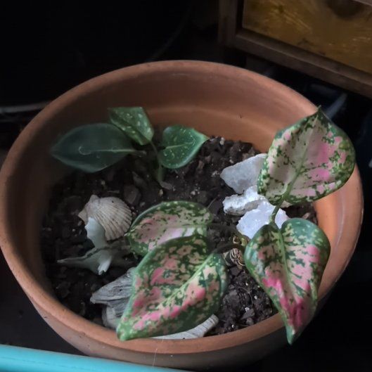 Photo of the plant species Aglaonema 'Red Valentine' by @ktcmaus named Cleopatra on Greg, the plant care app