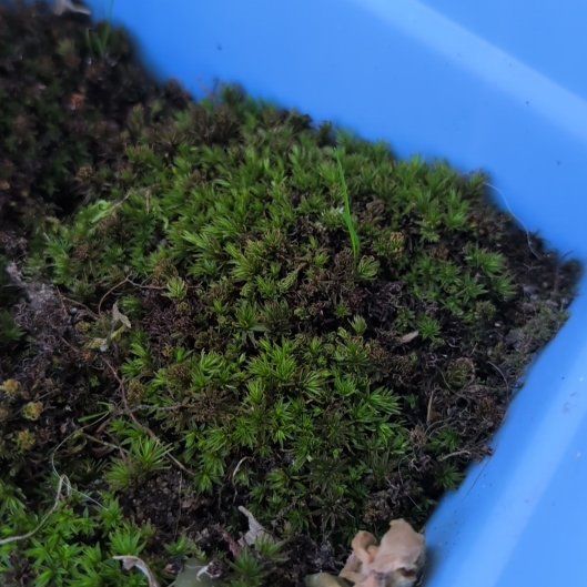 Photo of the plant species Common Smoothcap Moss by @ktcmaus named Harmony on Greg, the plant care app