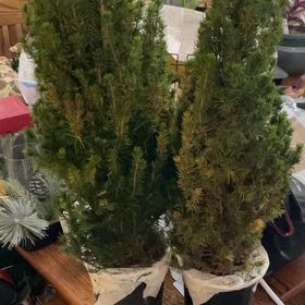 Photo of the plant species Dwarf Alberta Spruce by @ClubbyMaylily named Wall-E on Greg, the plant care app