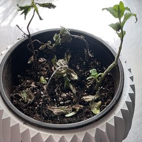 Photo of the plant species Mint by @ClubbyMaylily named Gomez on Greg, the plant care app