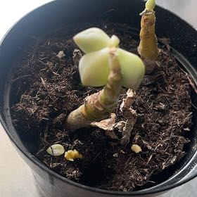 Photo of the plant species Graptopetalum paraguayense 'Peach' by @ClubbyMaylily named Kobe on Greg, the plant care app
