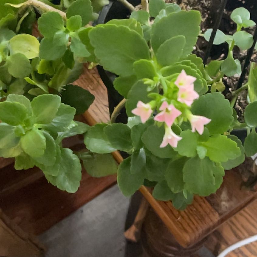 Photo of the plant species MandalaTM Pink Kalanchoe by @ClubbyMaylily named Lola on Greg, the plant care app