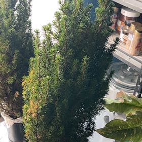 Photo of the plant species Dwarf Alberta Spruce by @ClubbyMaylily named Demi on Greg, the plant care app