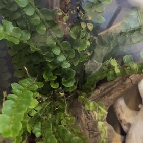 Photo of the plant species Lemon Button Fern by @ClubbyMaylily named Zion on Greg, the plant care app