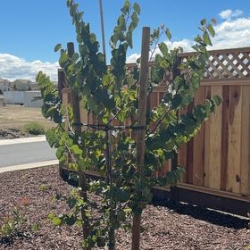 Photo of the plant species Black Locust by @BossTanekaha71 named Hamilton on Greg, the plant care app
