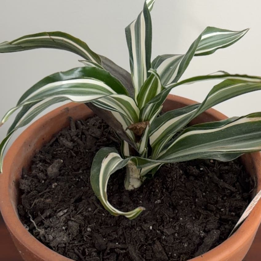 Photo of the plant species White Jewel Dracaena by @WinsomeCoconut named Demi on Greg, the plant care app