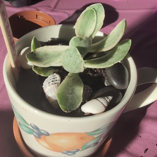 Photo of the plant species Aichryson x aizoides 'Variegata' by @SisterCorkelm7 named Kesha on Greg, the plant care app
