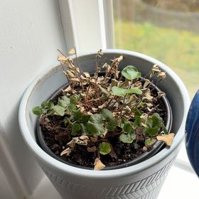 Photo of the plant species Button fern by @ZealAnise74 named Dolores on Greg, the plant care app
