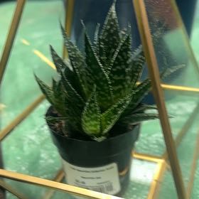 Photo of the plant species Assorted Haworthia by @BabyAgave80 named Rainier on Greg, the plant care app