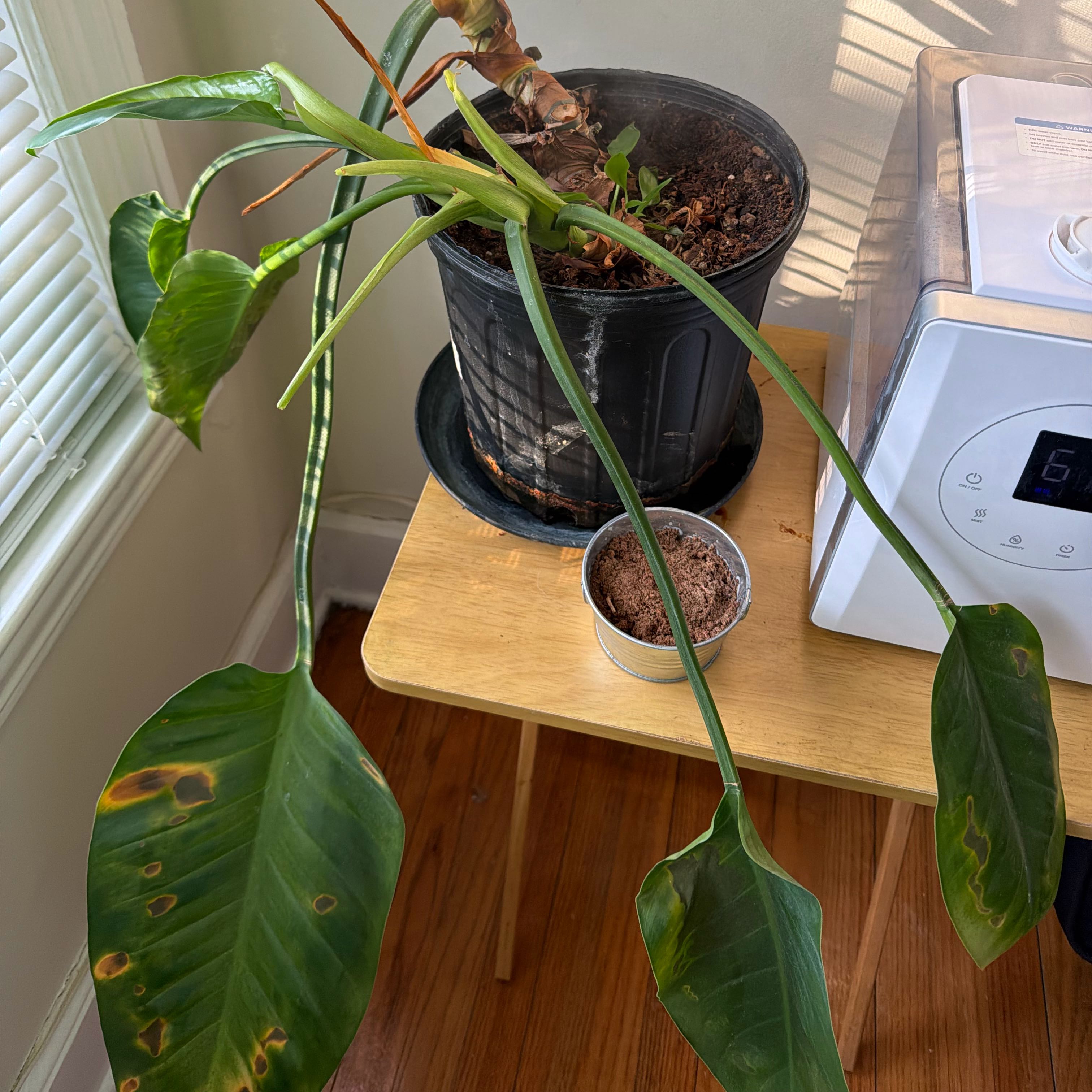 Photo of the plant species Philodendron 'Imperial Green' by @TopAnahaw93 named Ollie on Greg, the plant care app