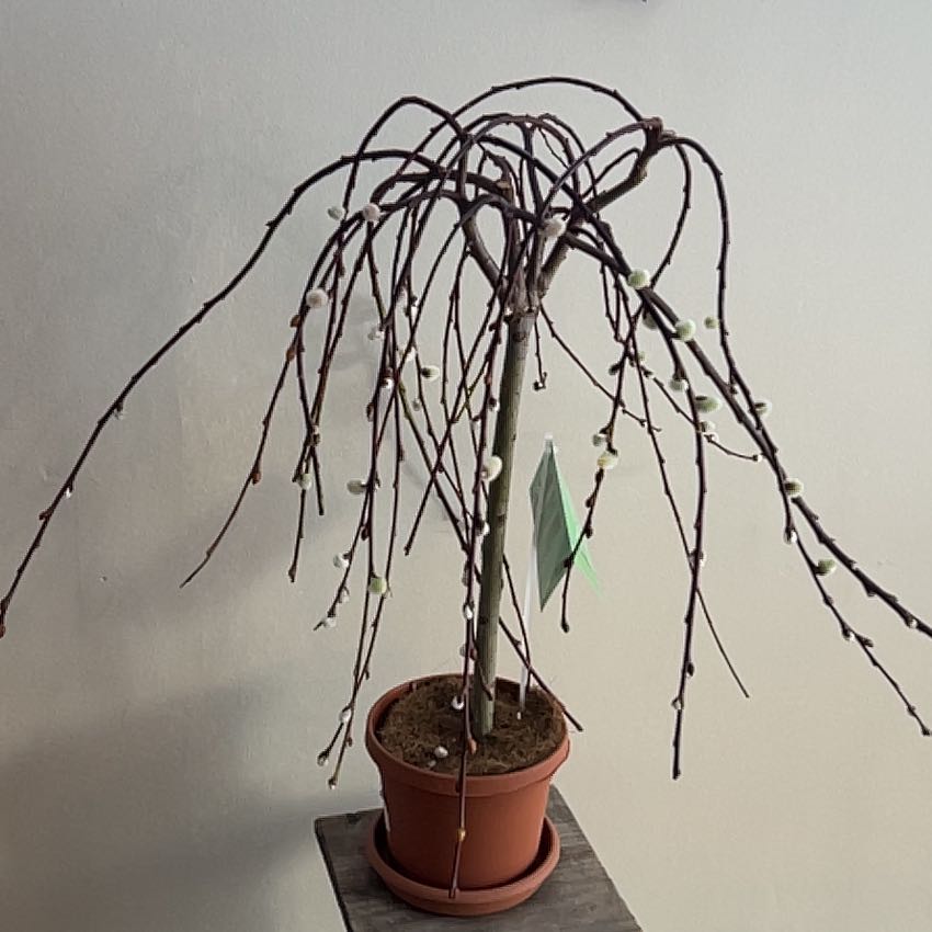 Photo of the plant species Weeping Pussy Willow by @SultryPlain43 named Catalaya on Greg, the plant care app