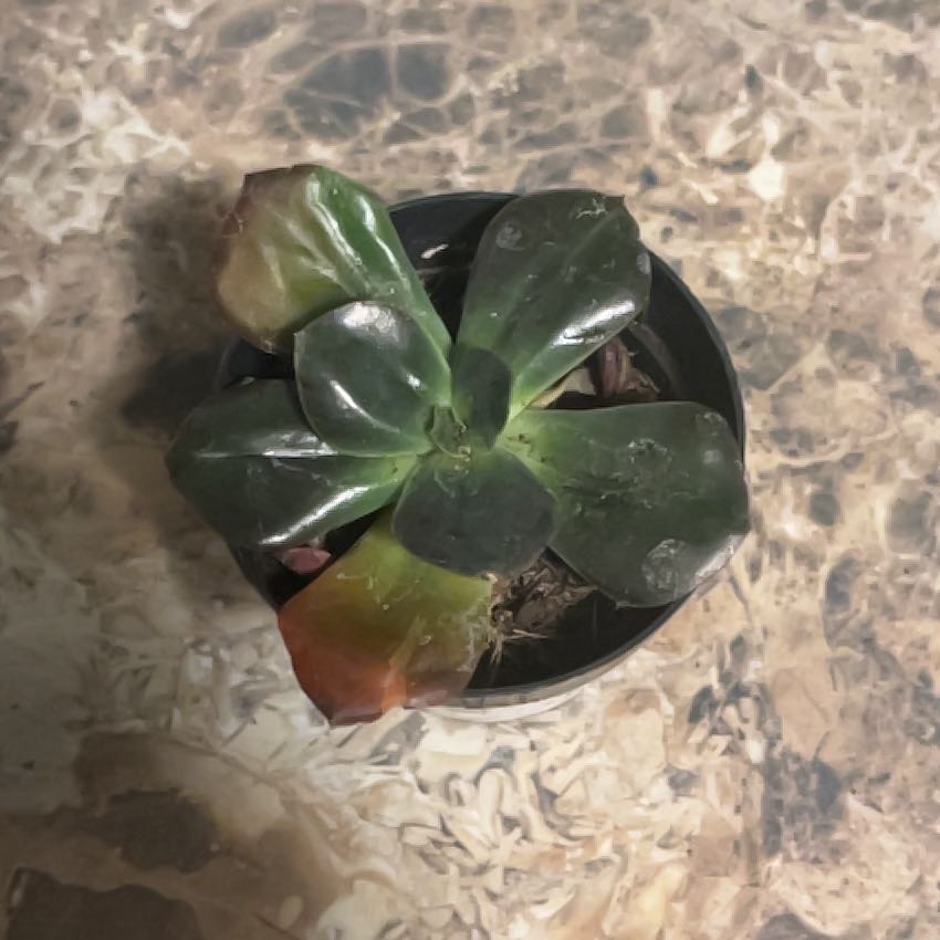 Photo of the plant species Echeveria 'Eliza' by @DurableGarlic31 named Terra on Greg, the plant care app