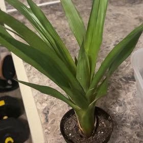 Photo of the plant species Walking Iris by @DurableGarlic31 named Apollo on Greg, the plant care app