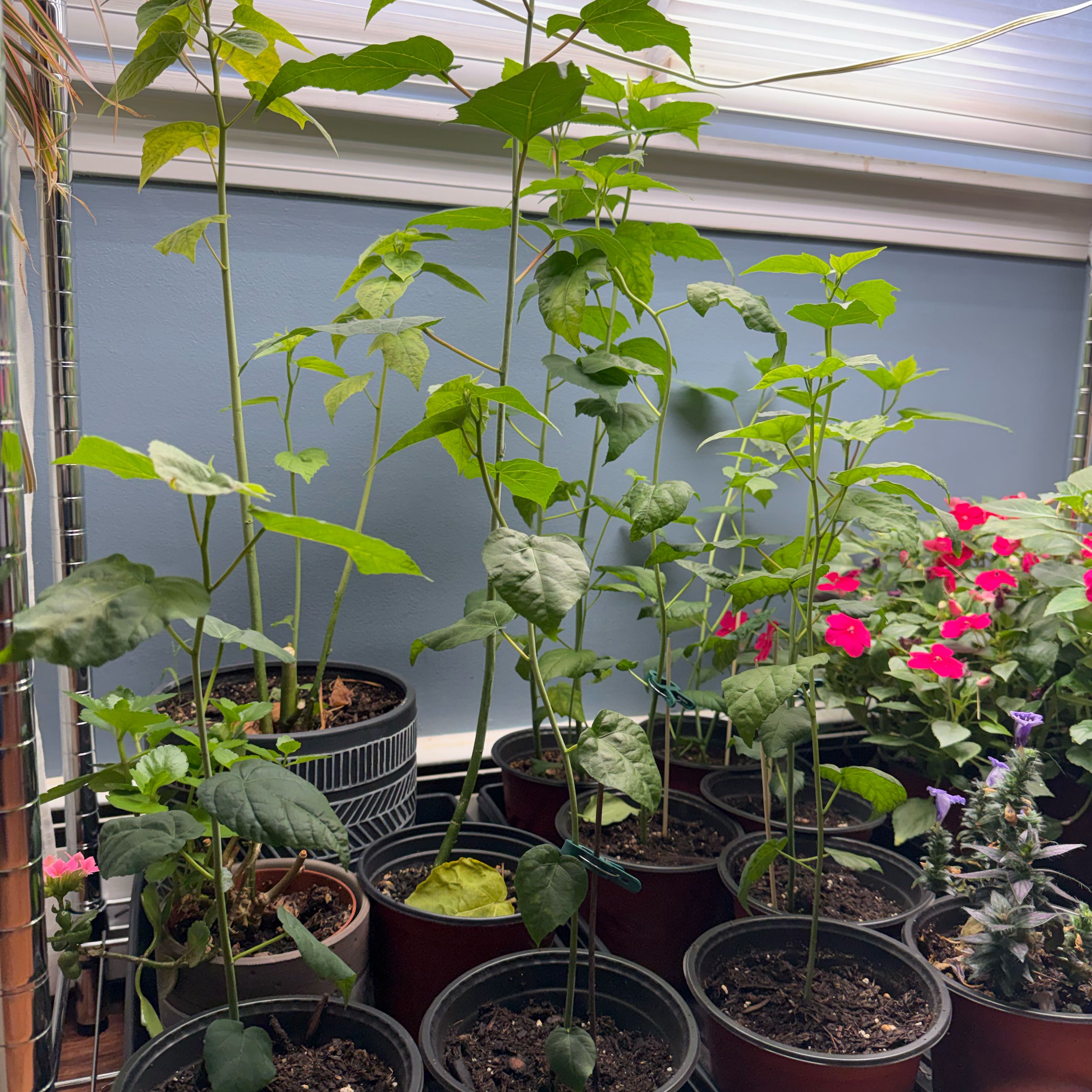 Photo of the plant species Crimsoneyed Rosemallow by @AAIndoorgreens named Kendall on Greg, the plant care app