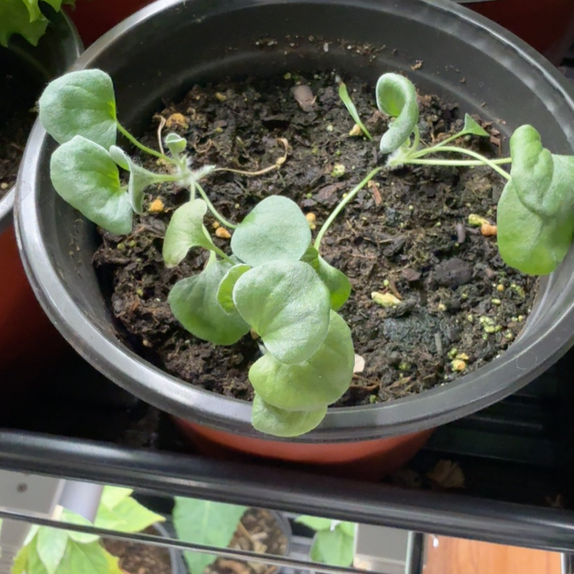 Photo of the plant species Silver Falls Dichondra by @AAIndoorgreens named Luna on Greg, the plant care app