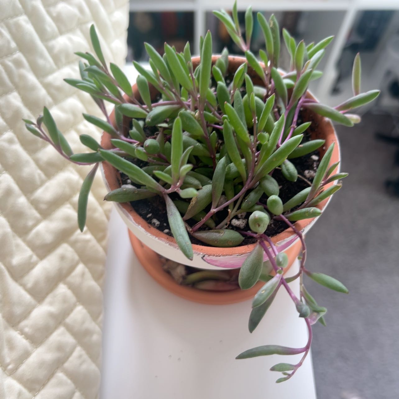 Photo of the plant species String of Rubies by @PetiteCosmo60 named Sorsha on Greg, the plant care app