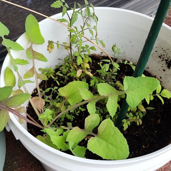 Photo of the plant species Common Sowthistle by @WhizBlue60 named Lebron on Greg, the plant care app
