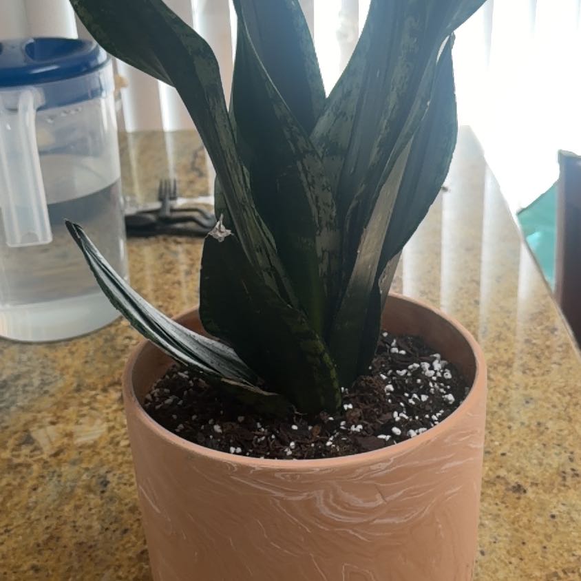 Photo of the plant species Whitney Sansevieria by @Boss_Ladie89 named Harry on Greg, the plant care app