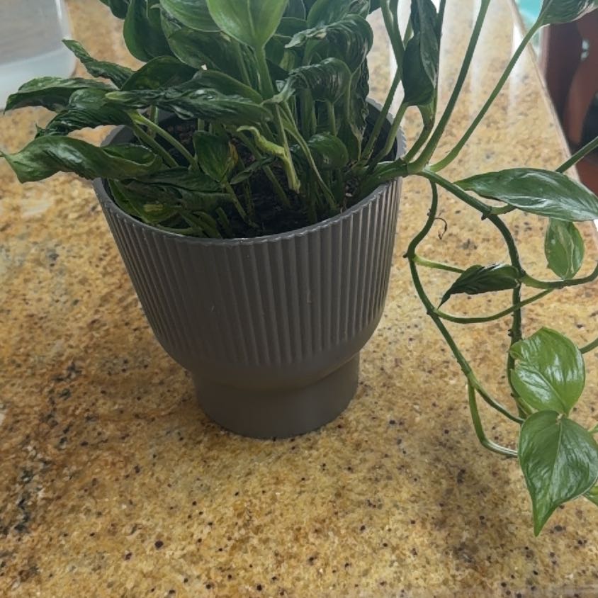 Photo of the plant species Shangri La by @Boss_Ladie89 named Sahara on Greg, the plant care app