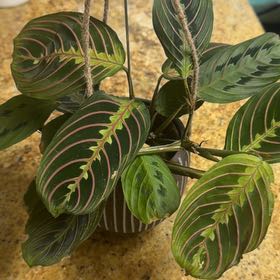 Photo of the plant species red prayer plant by @Boss_Ladie89 named Bruce Lee on Greg, the plant care app