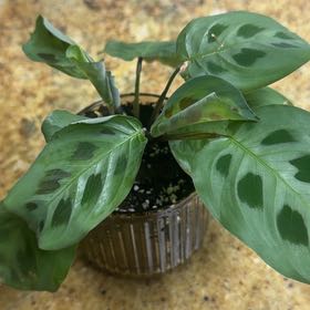 Photo of the plant species Prayer Plant 'Kim' by @Boss_Ladie89 named Mochi on Greg, the plant care app