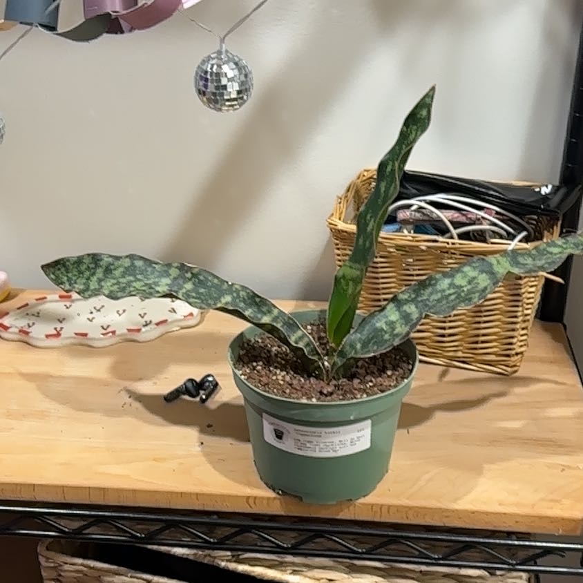Photo of the plant species Dracaena kirkii 'Coppertone' by @FitKūmarahou2 named da Vinci on Greg, the plant care app