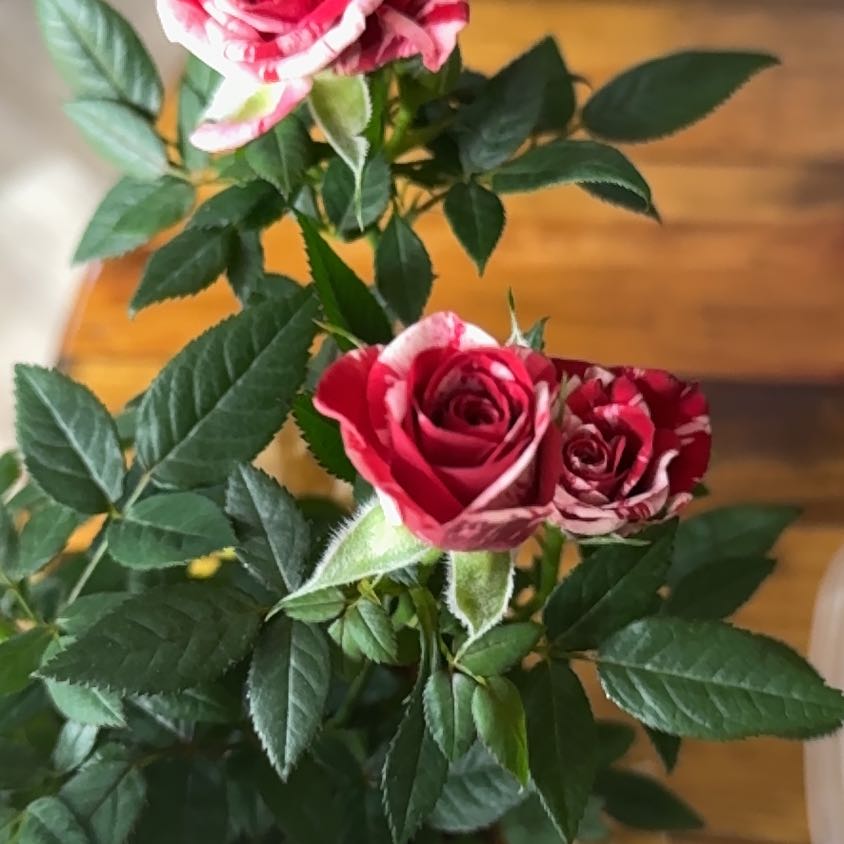 Photo of the plant species Gigi Rose by @HonorableTaro52 named Gigi on Greg, the plant care app