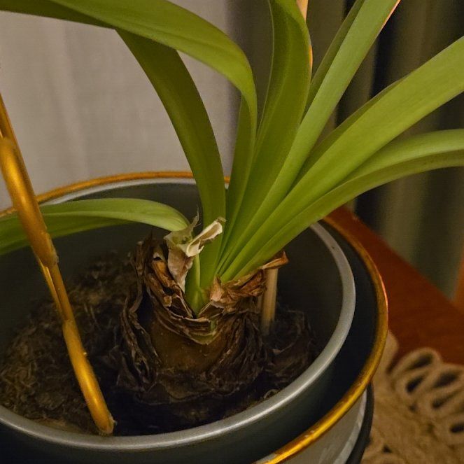 Photo of the plant species Double Blossom Peacock Amaryllis by @TutorApplemoss named Birdie on Greg, the plant care app