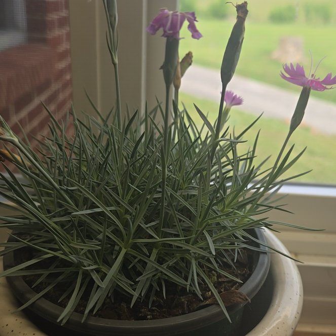 Photo of the plant species Cheddar pink by @TutorApplemoss named Matilda on Greg, the plant care app
