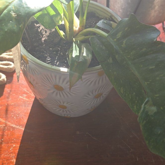 Photo of the plant species Prismacolor Golden Girl Philodendron by @TutorApplemoss named Rosa on Greg, the plant care app