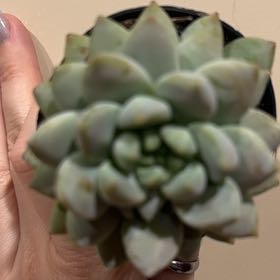 Photo of the plant species SEDEVERIA PERIDOT P by @ProBasil64 named Leo Shine on Greg, the plant care app