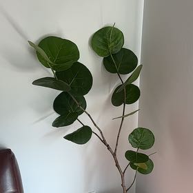 Photo of the plant species Seagrape by @GuardianLilac3 named Diana on Greg, the plant care app