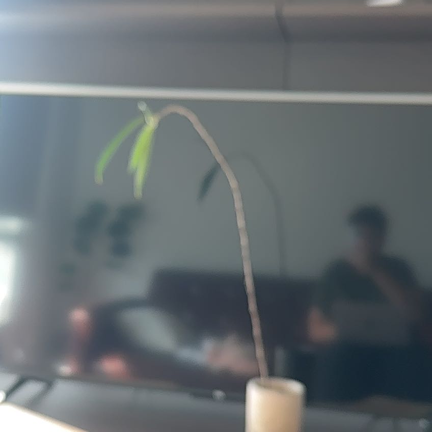 Photo of the plant species Queensland Bottle Tree by @GuardianLilac3 named Gobi on Greg, the plant care app